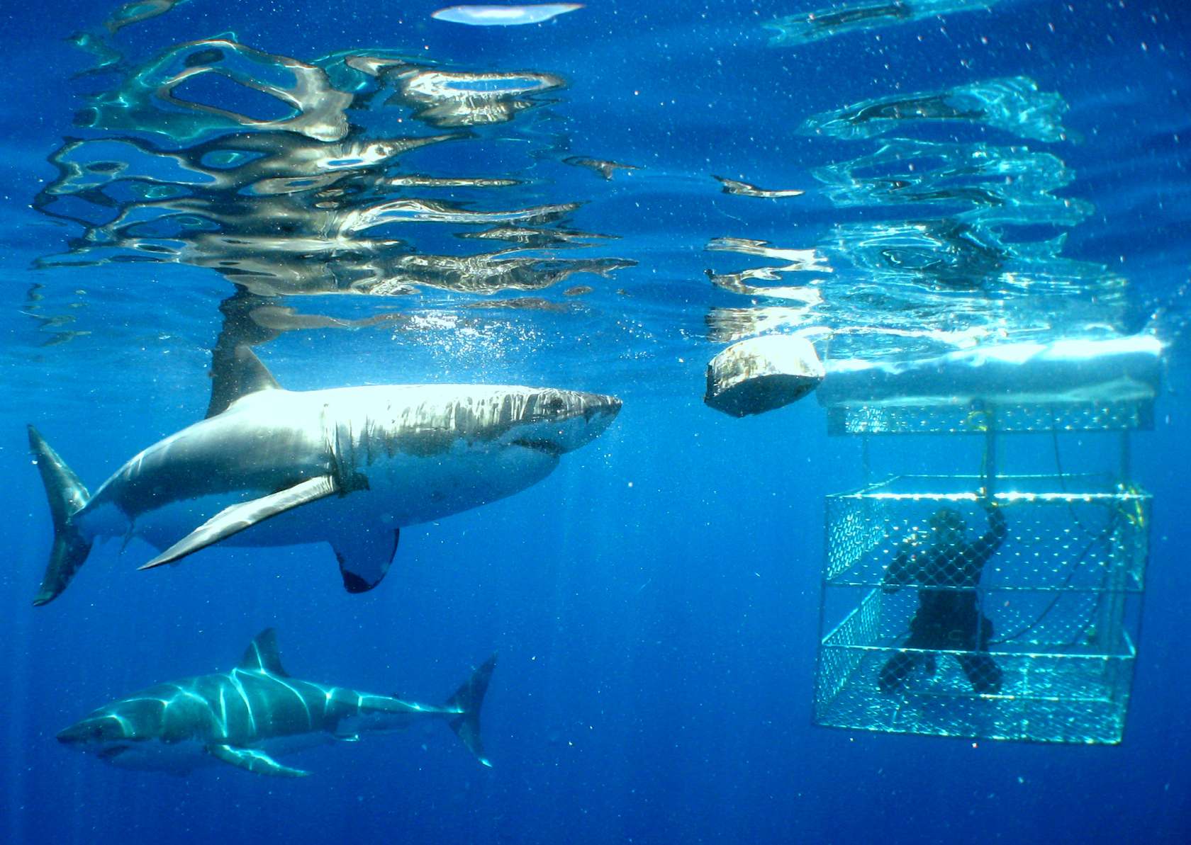 great-white-shark-cage-diving4.jpg